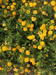 Lantana × hybrida