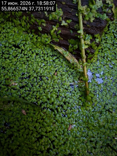 Наблюдение на iNaturalist