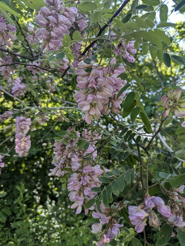 Robinia viscosa, photograph 6
