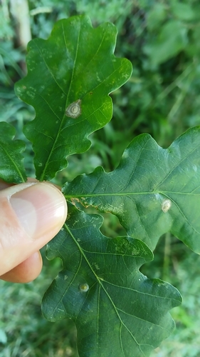 Silk-Button Spangle Gall Wasp