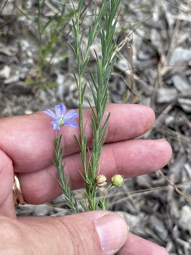 Linum pratense, photograph 5