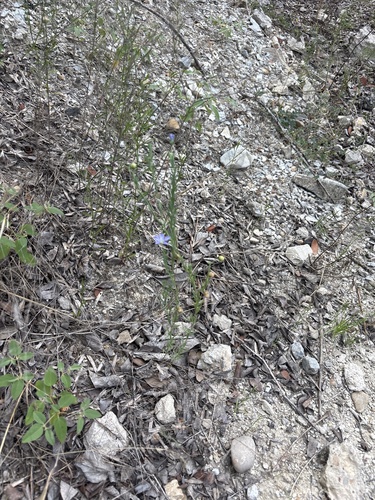 Linum pratense, photograph 6