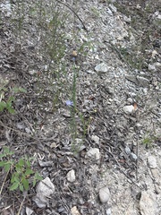 Linum pratense, photograph (c) Sam Kieschnick, some rights reserved (CC BY)