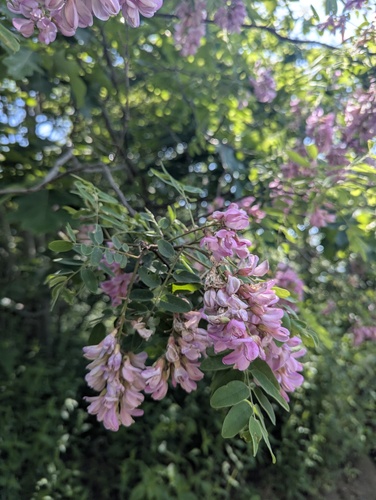 Robinia viscosa, photograph 5