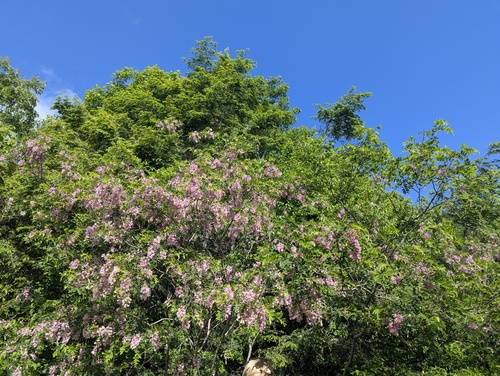 Robinia viscosa, photograph 4