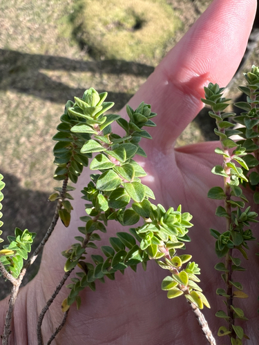 Thymus schimperi