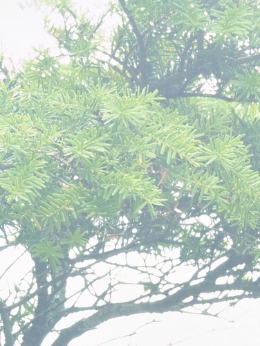 Tsuga caroliniana, photograph 5
