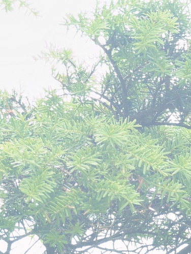 Tsuga caroliniana, photograph 6