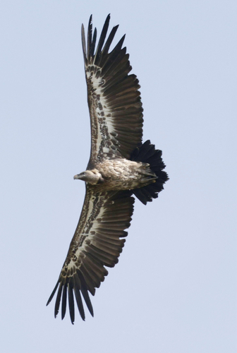 Rüppell's Griffon