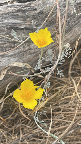 iNaturalist observation photo of Eschscholzia