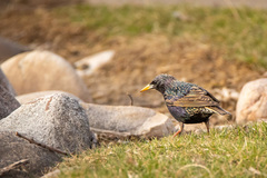 Sturnus vulgaris