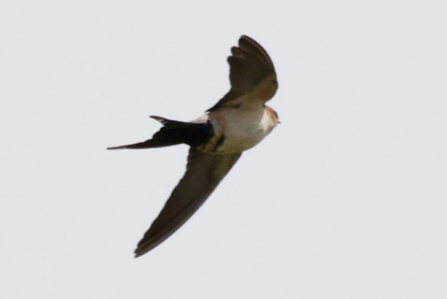 African red-rumped swallow