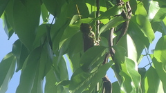 Tropidacris collaris