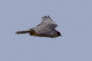 Lanner Falcon