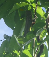Tropidacris collaris