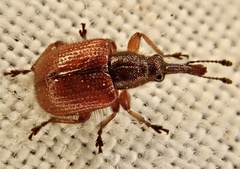 Tatianaerhynchites aequatus