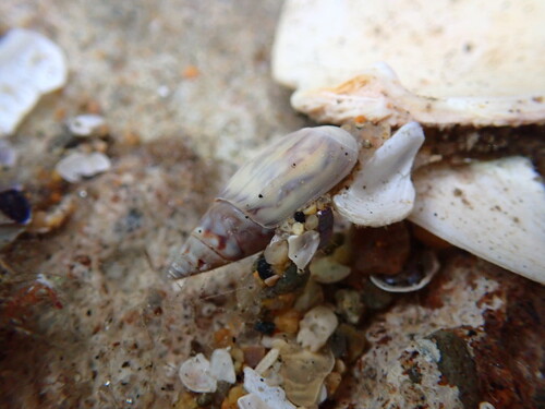 Olivella baetica, 2026-06-17