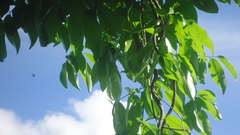 Tropidacris collaris