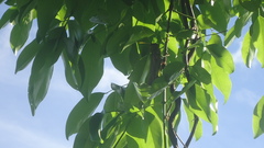 Tropidacris collaris