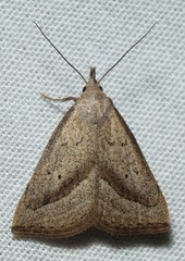 Macrochilo hypocritalis