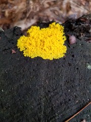 Fuligo septica