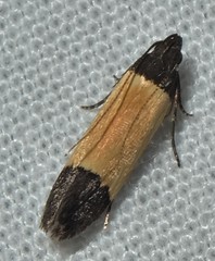 Anacampsis coverdalella
