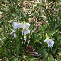 Viola bicolor