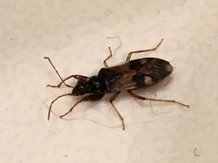 Pseudopamera nitidula