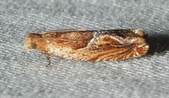 Ancylis comptana