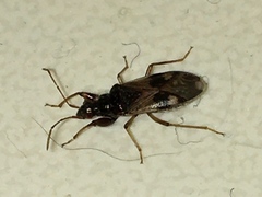 Pseudopamera nitidula