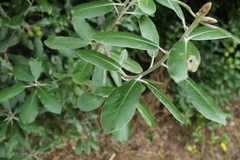 Pittosporum ralphii