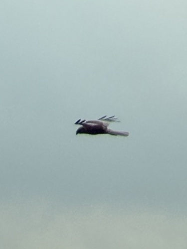 Western Marsh Harrier