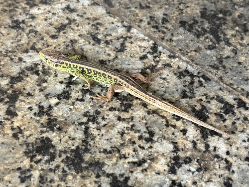 Sand Lizard