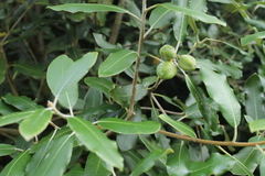 Pittosporum ralphii