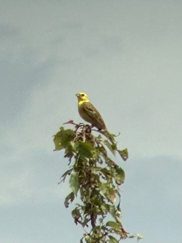 Yellowhammer