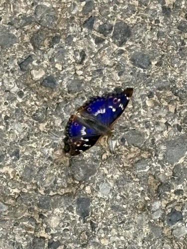 Lesser Purple Emperor