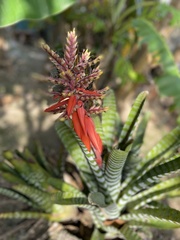 Aechmea chantinii