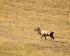 Cervus canadensis sibiricus