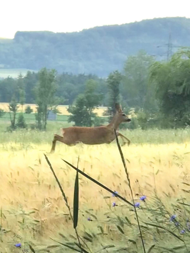 Western Roe Deer