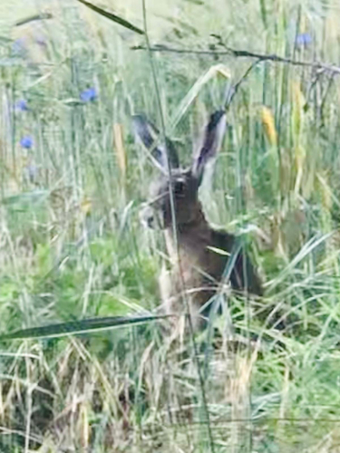 Brown Hare