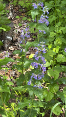 Penstemon ovatus