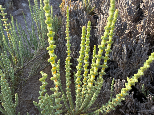 Halocnemum strobilaceum