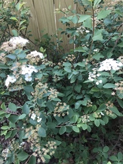 Spiraea × vanhouttei