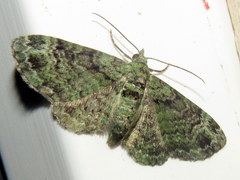 Pasiphila rectangulata