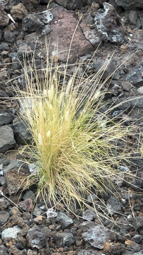 Cenchrus setaceus observed 2026-06-17