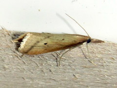 Donacaula
