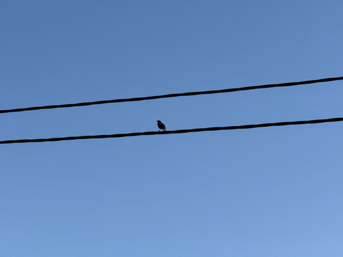 Spotless Starling