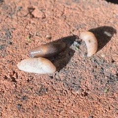 Deroceras reticulatum