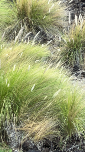 Cenchrus setaceus observed 2026-06-17