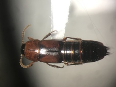 Tachinus elongatus